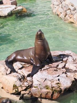 Lobo marino en Mundo Marino